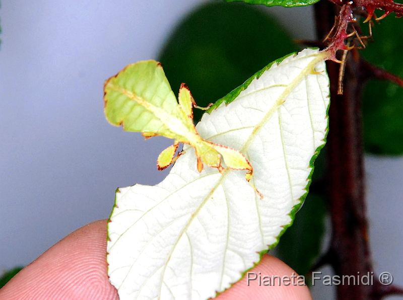 Phyllium siccifolium L2 01.JPG